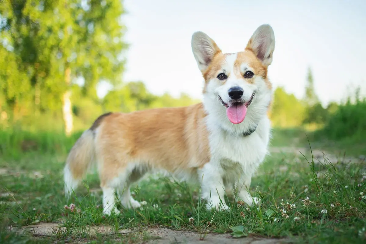 Welsh Corgi
