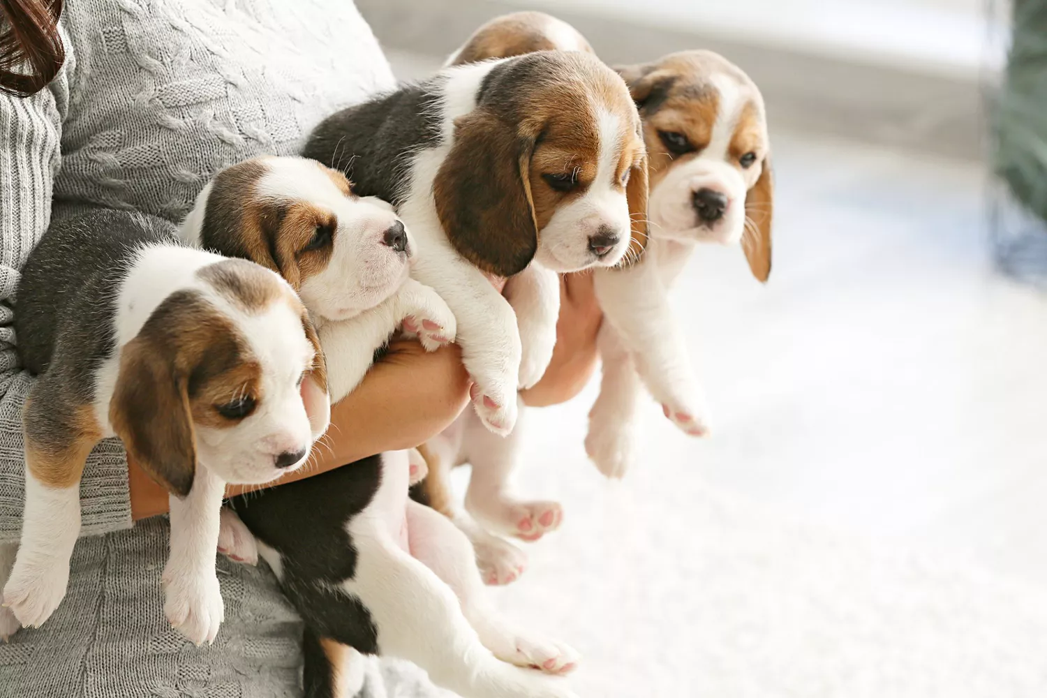 Beagle