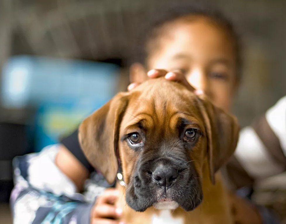 Boxer