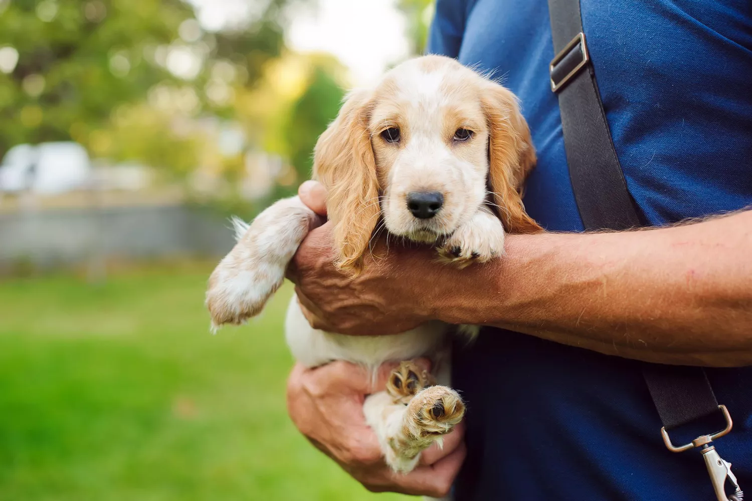 Cocker Spaniel
