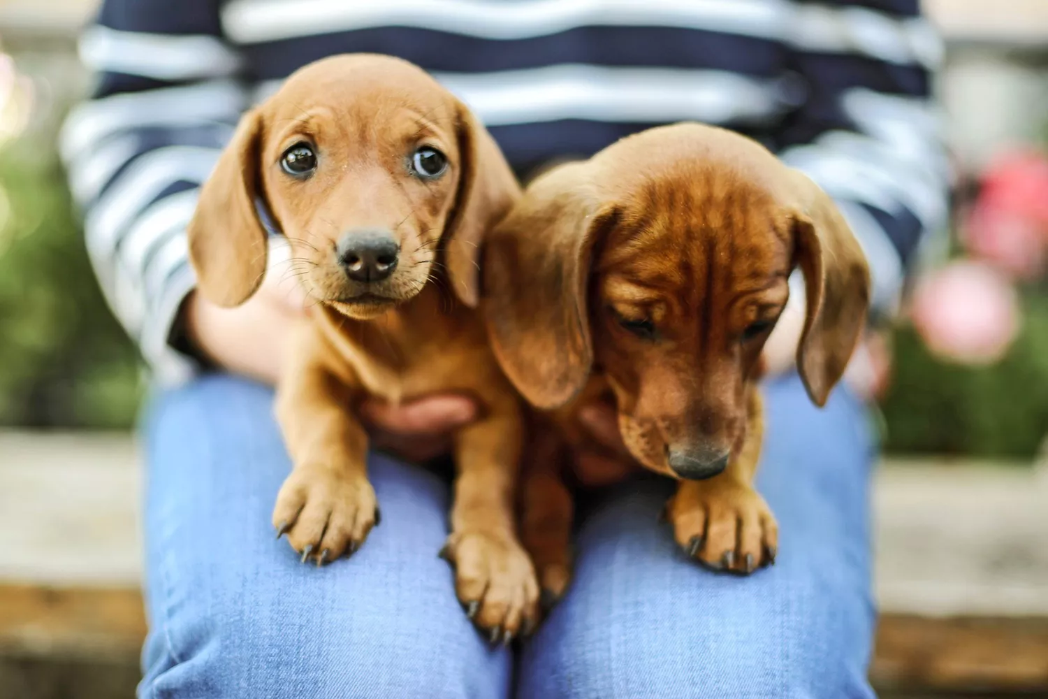 Dachshund