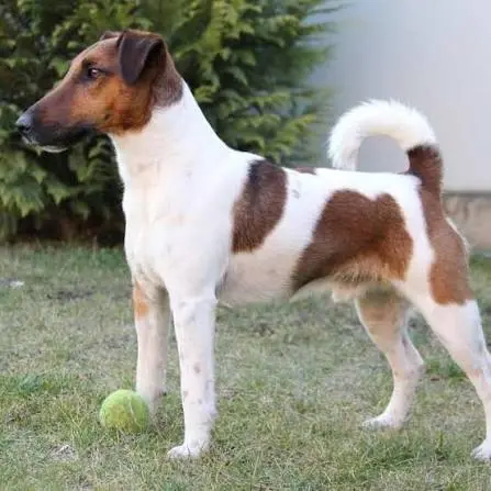 Fox Terrier