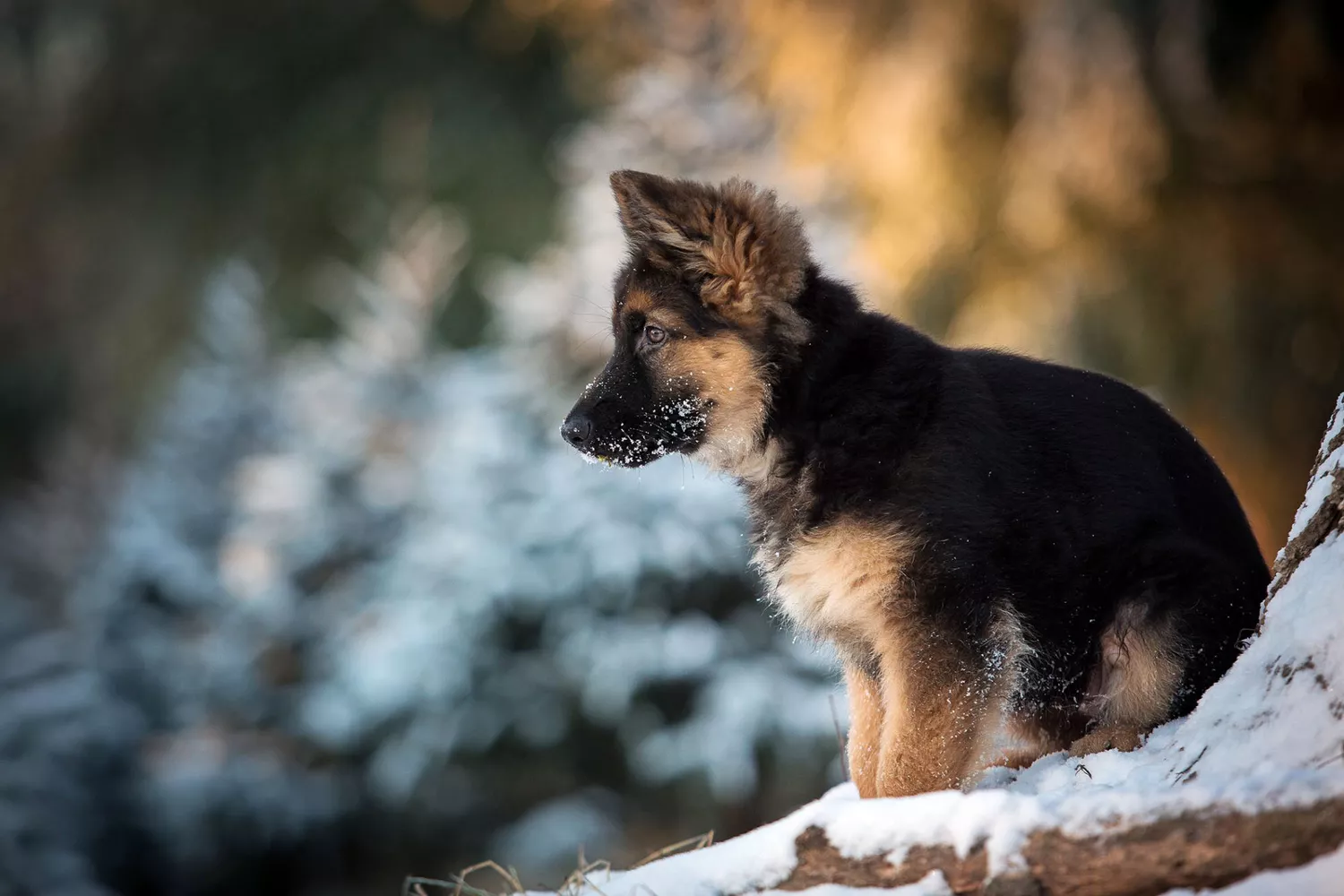 German Shepherd