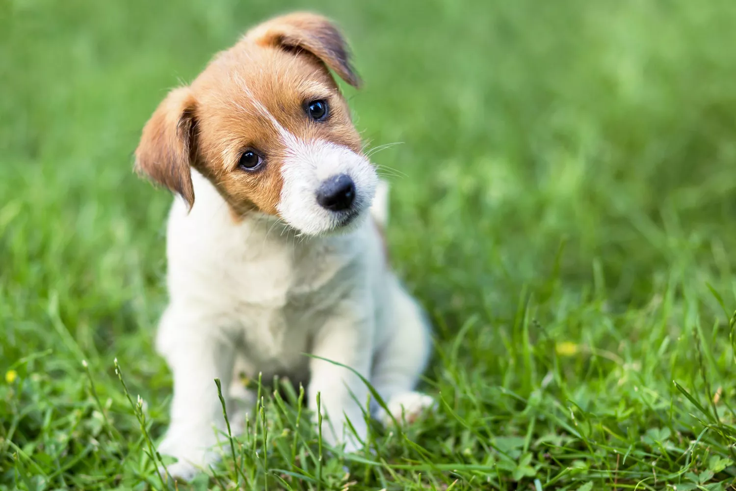 Jack Russell Terrier