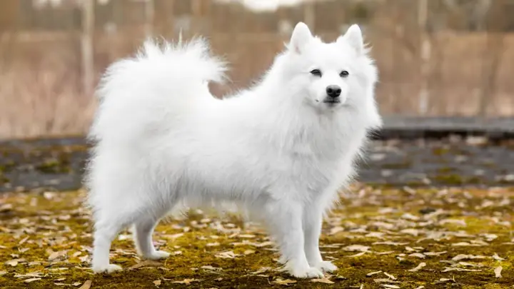 Japanese Spitz
