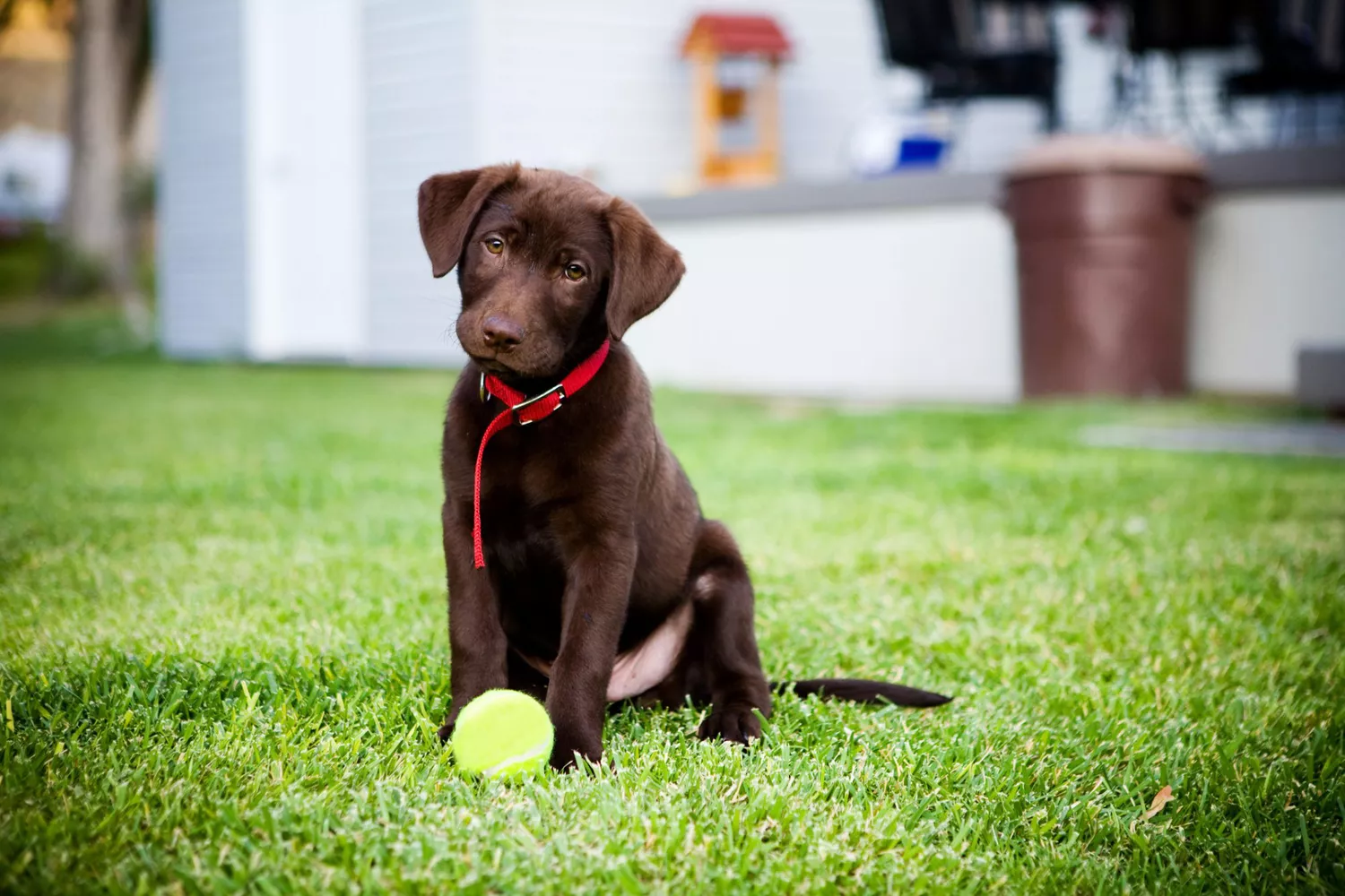 Labrador Retriever