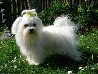 Maltese
