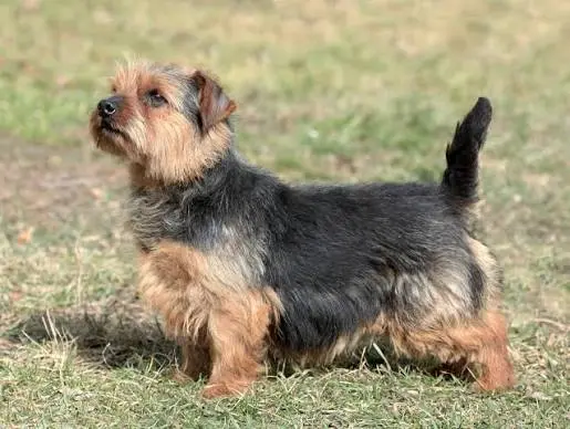 Norfolk Terrier