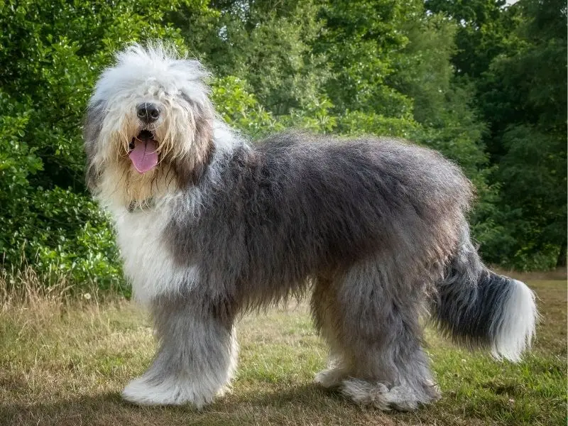 Old English Sheepdog