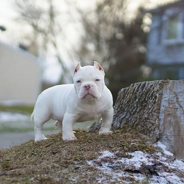 Pocket American Bully