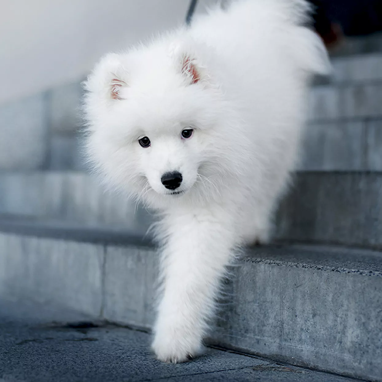 Samoyed