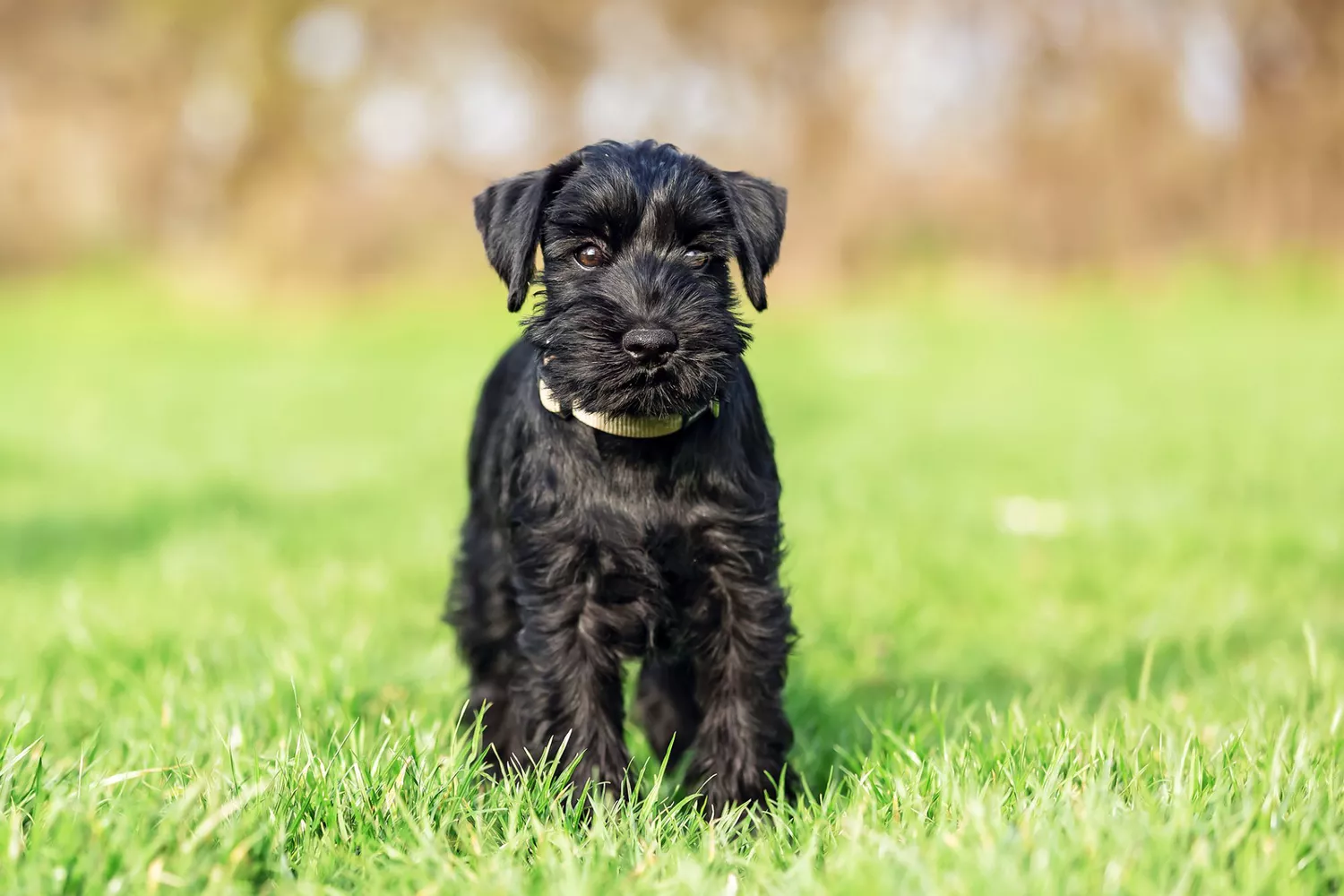 Giant Schnauzer
