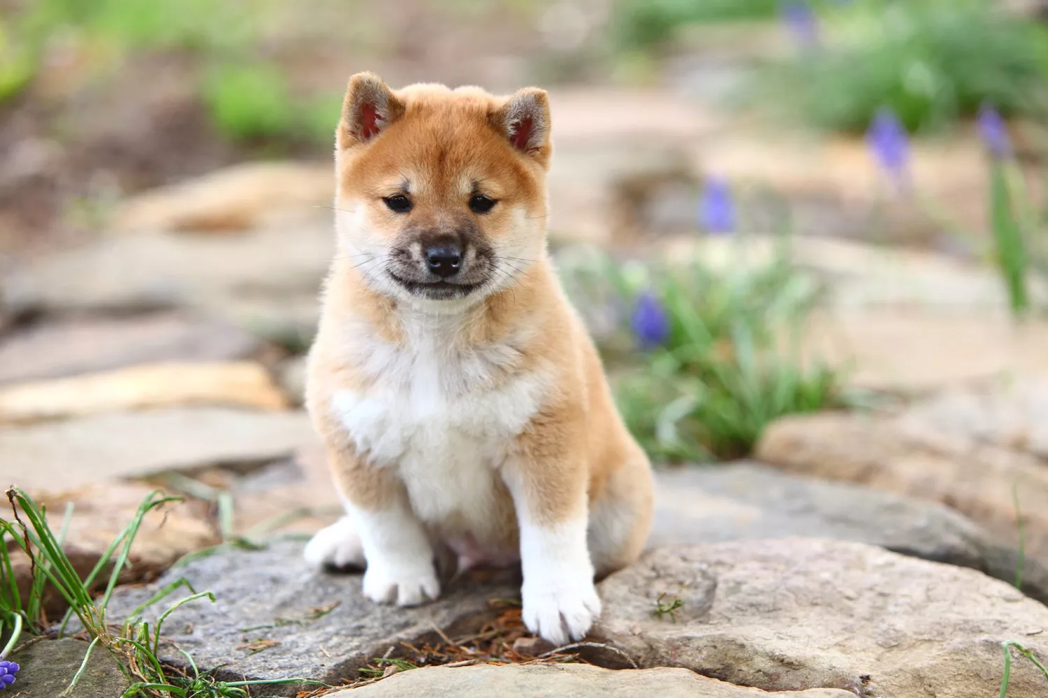 Shiba Inu