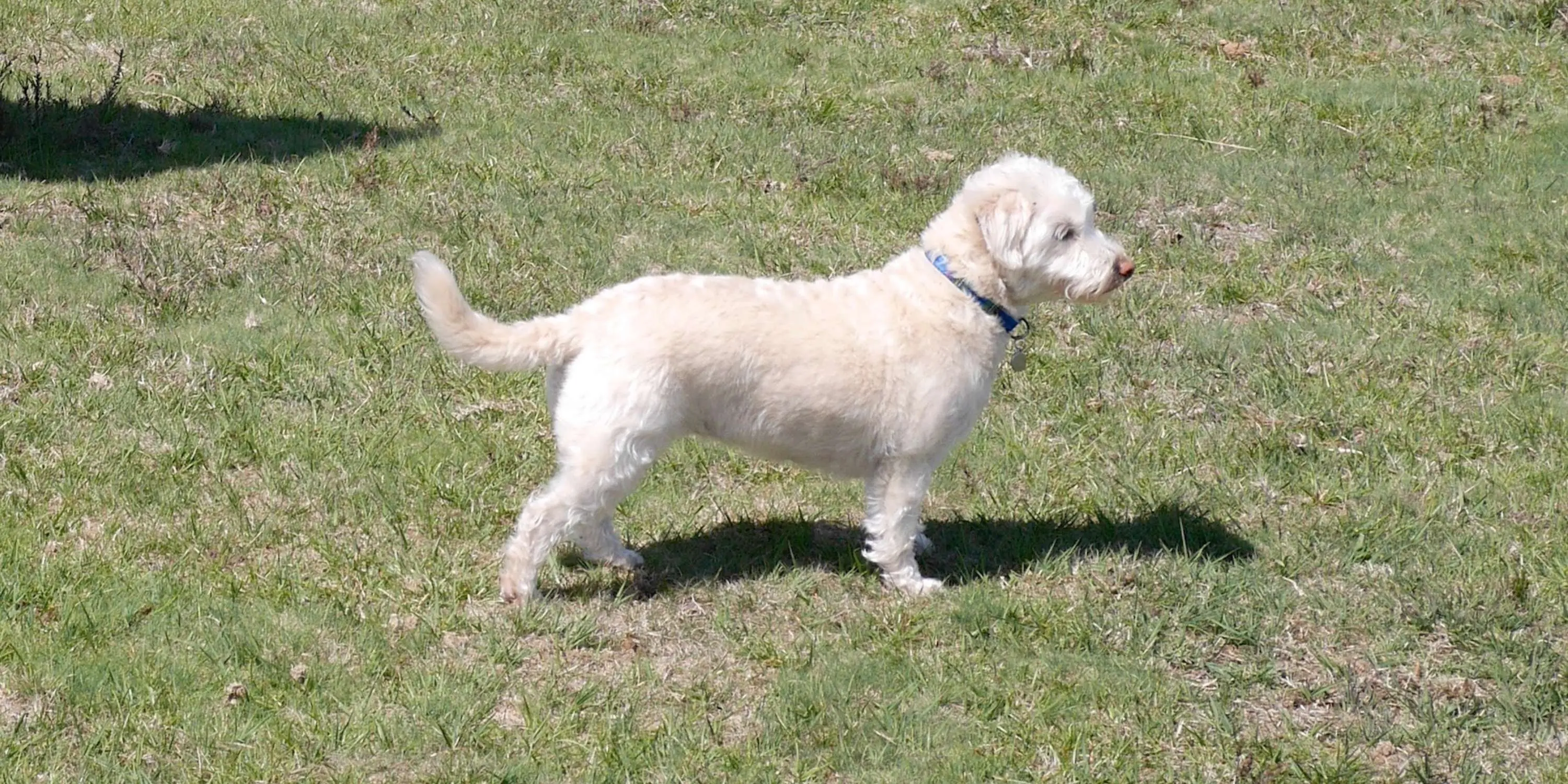 Westiepoo
