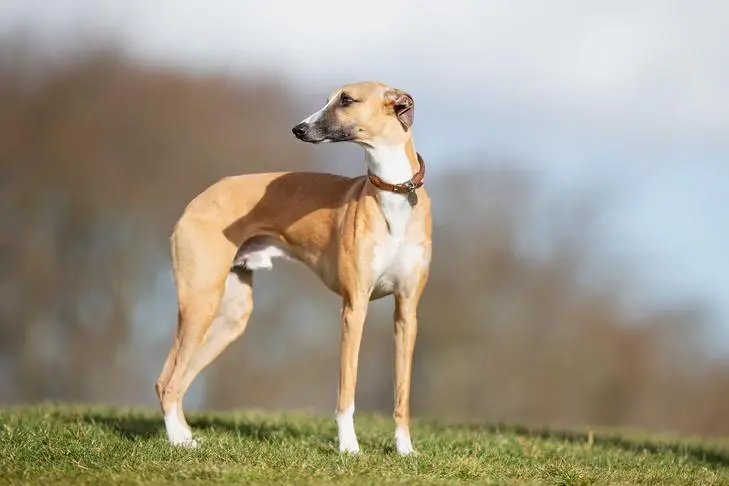 Whippet