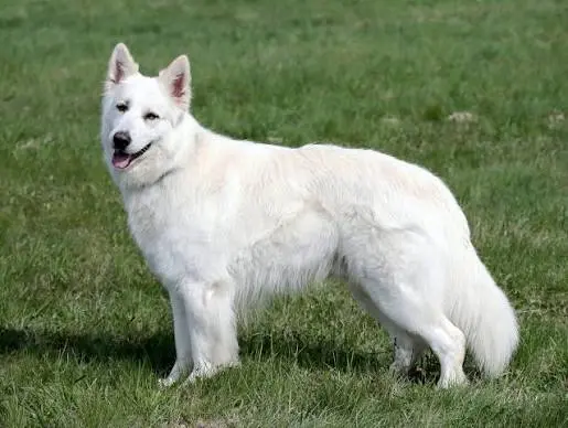 White Swiss Shepherd Dog