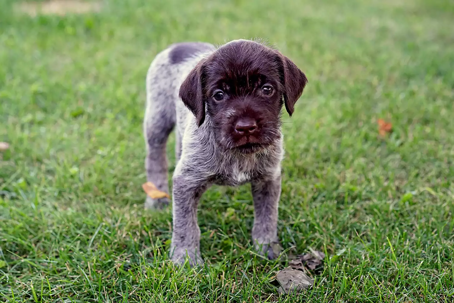 Griffon Bruxellois