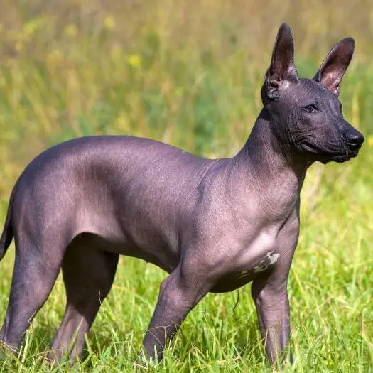 Xoloitzcuintle