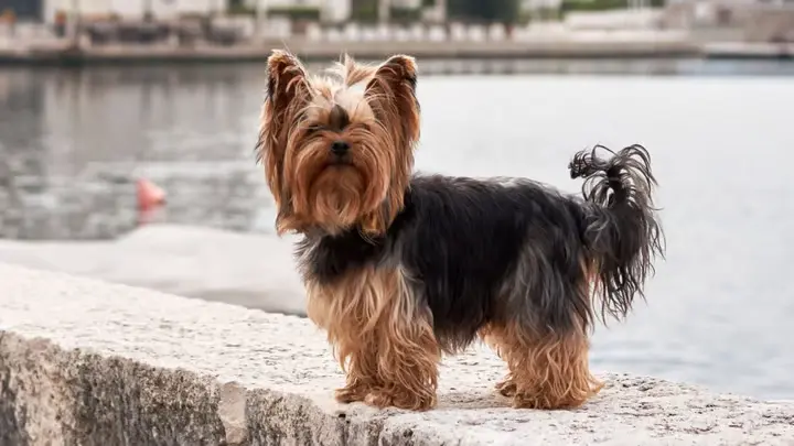 Yorkshire Terrier